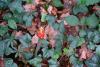 dsc_0236_t1.jpg